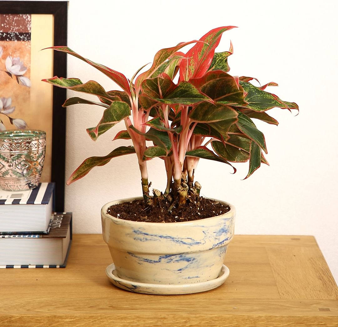 Nurturing Green Ceramic Air Purifier Assorted Plant With Pot 30Cm in Multi Colour