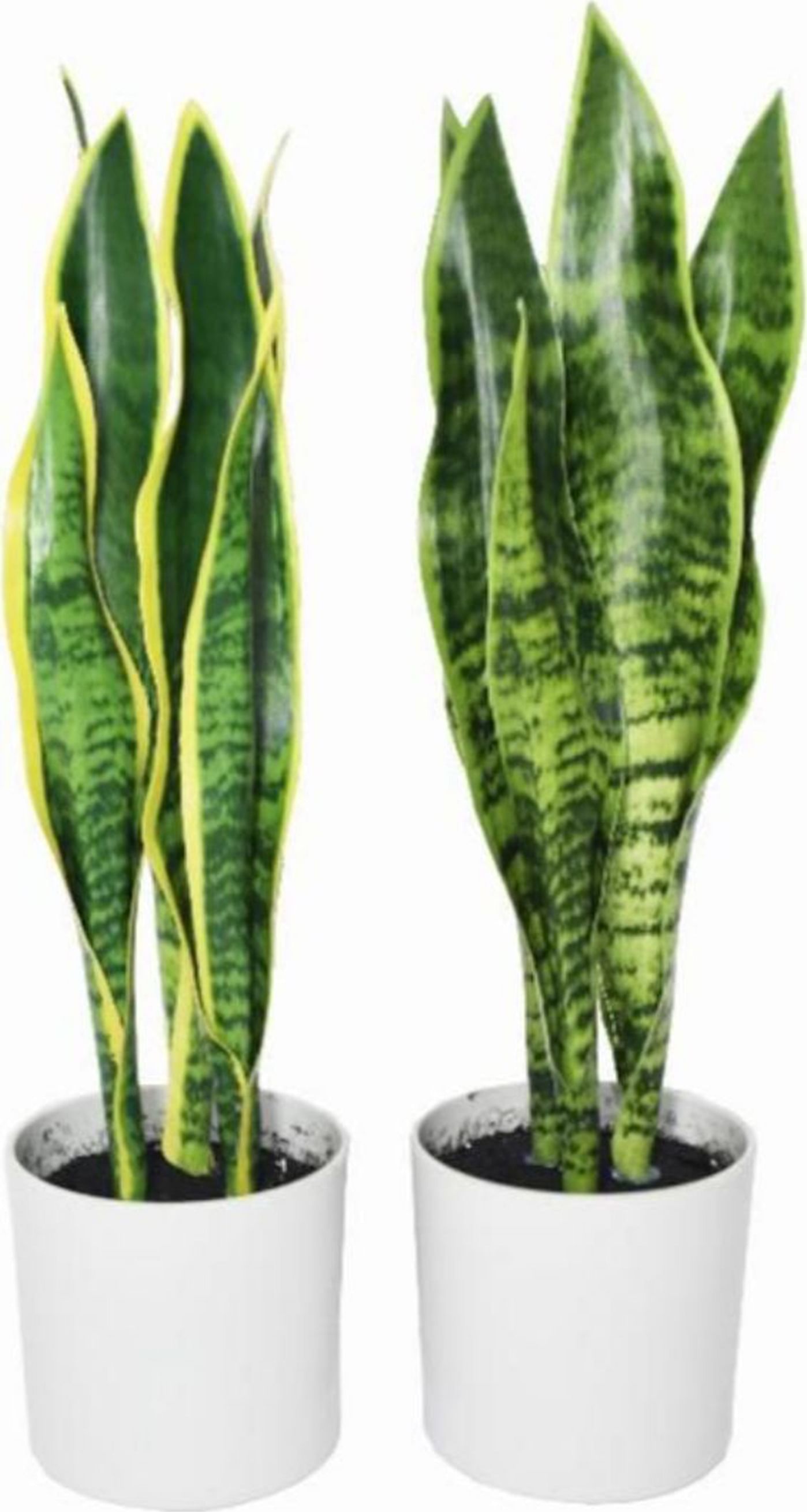 Ilana Polyester Snake Plant in Green Colour